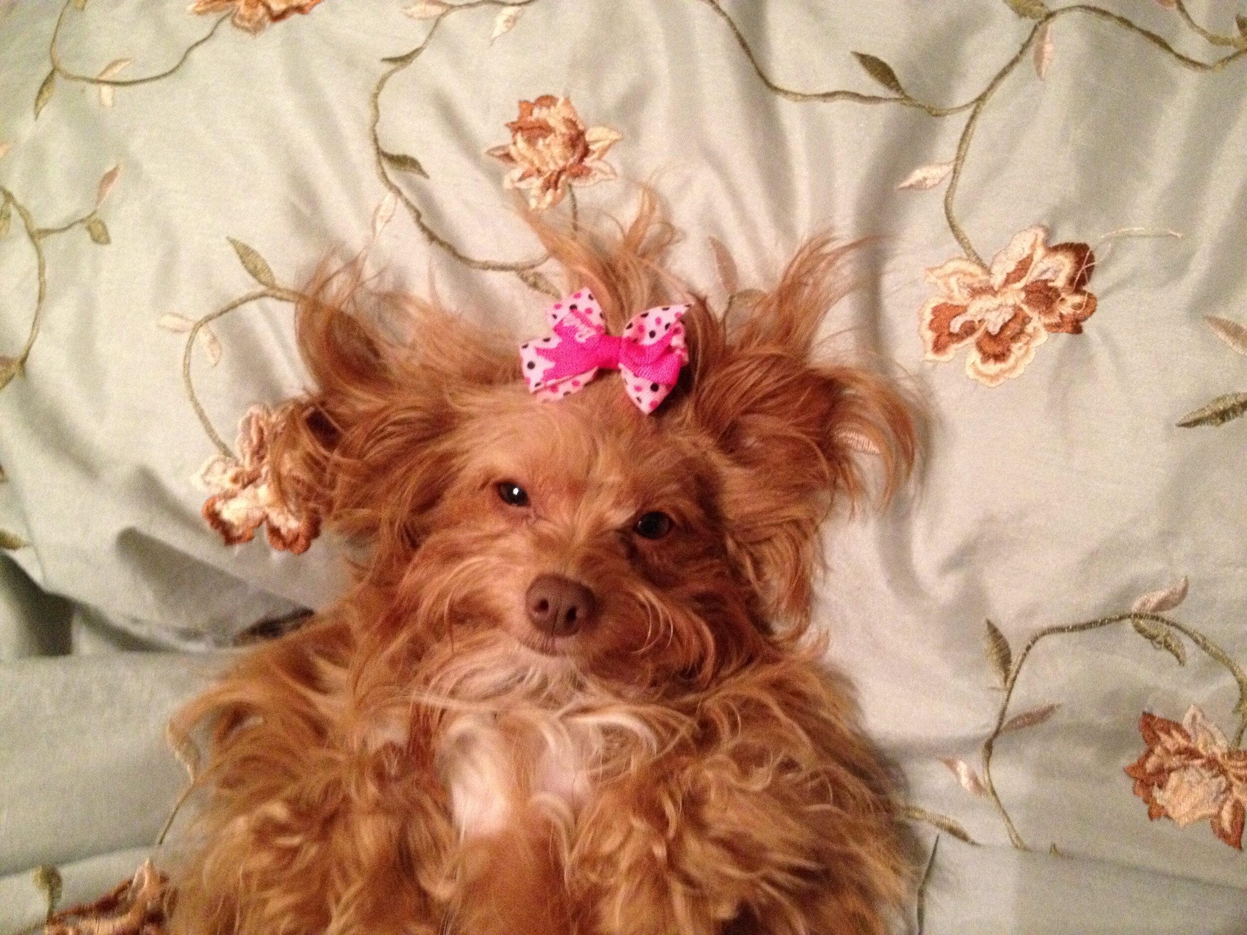 "My rescue dog Lola belle loves to pose," Lynn Kimmel says of her photo "Lolla Belle."