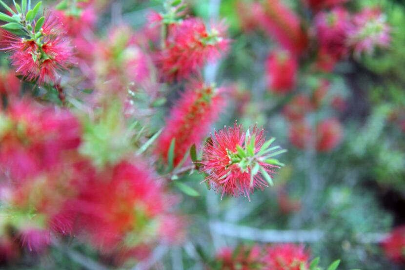 Red bottlebrush grows in the backyard of Mark and Lisa Domiteaux at their home in Dallas.