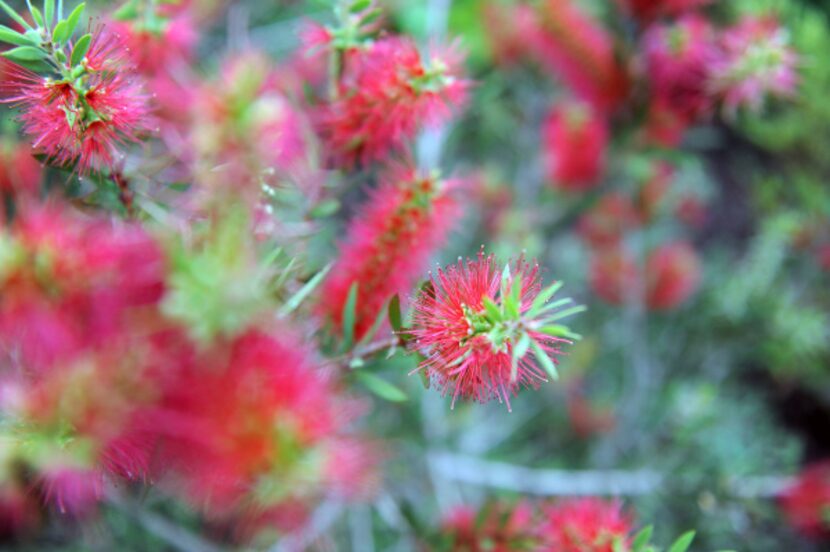 Red bottlebrush grows in the backyard of Mark and Lisa Domiteaux at their home in Dallas.