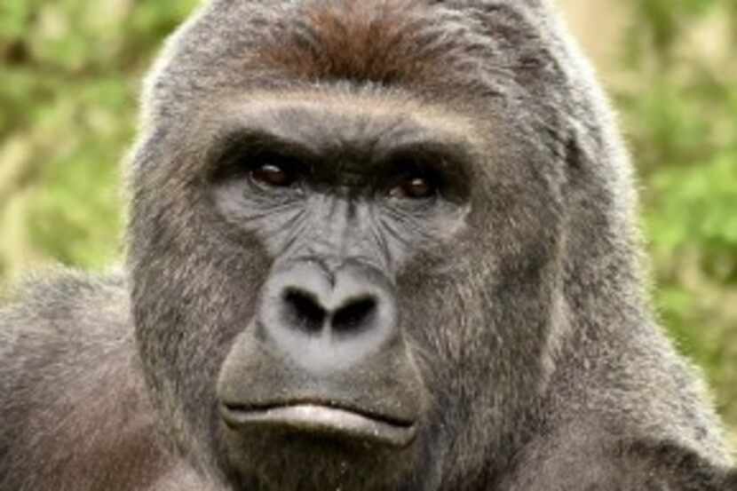  The Cincinnati Zoo's gorilla Harambe was shot to death after he dragged a boy who climbed...