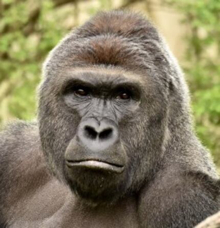  Undated photo of gorilla Harambe. (AFP PHOTO / CINCINNATI ZOO & BOTANICAL GARDEN / Handout)
