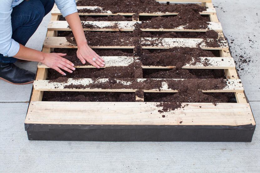 Using your hands or a garden hoe, form trenches in the soil. 