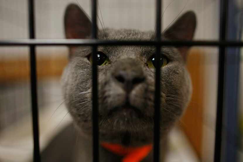 A cat sits in a cage after being dropped off at an animal shelter .