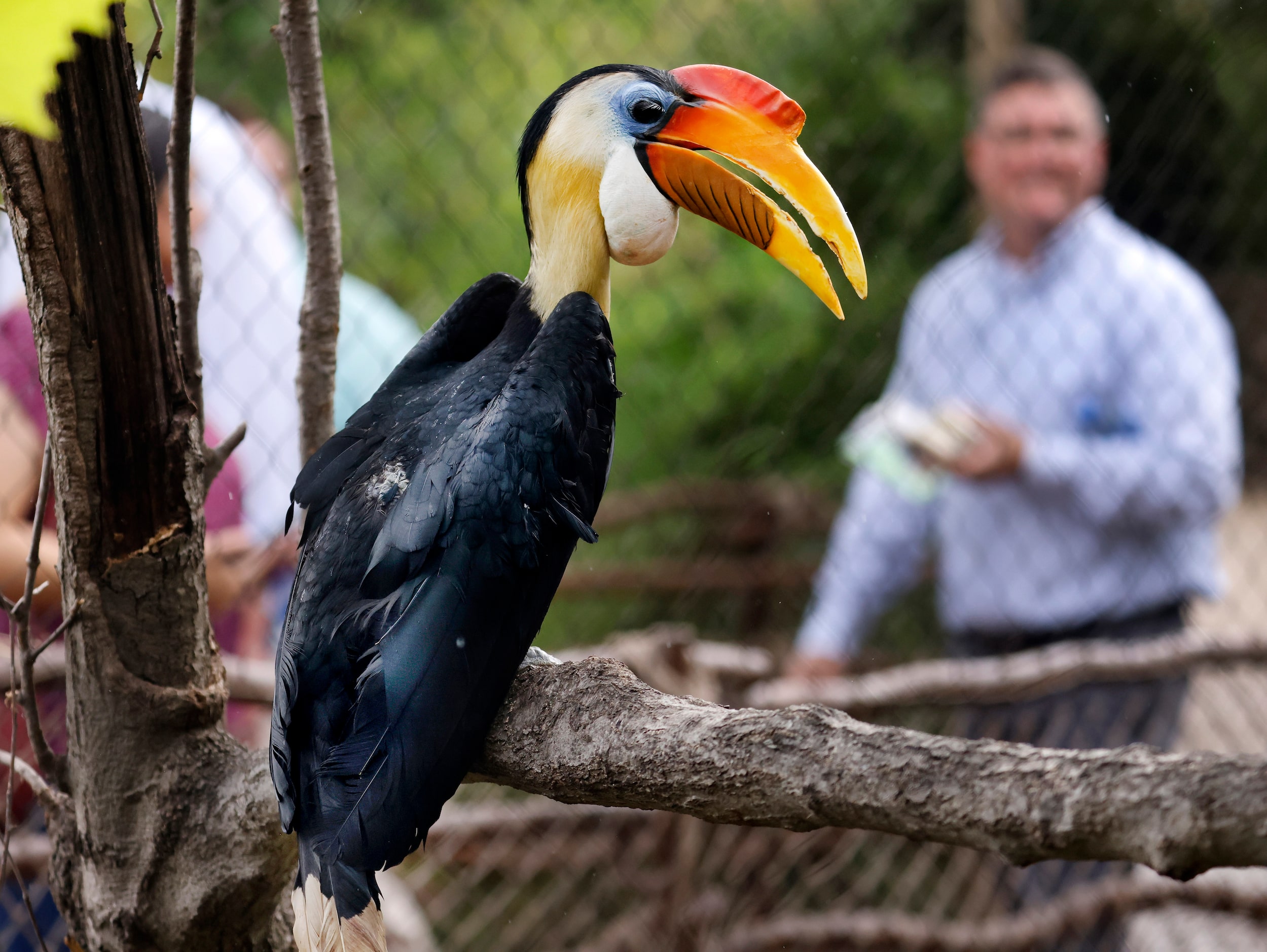 A wrinkled hornbill is pictured in its enclosure in the third phase of A Wilder Vision,...