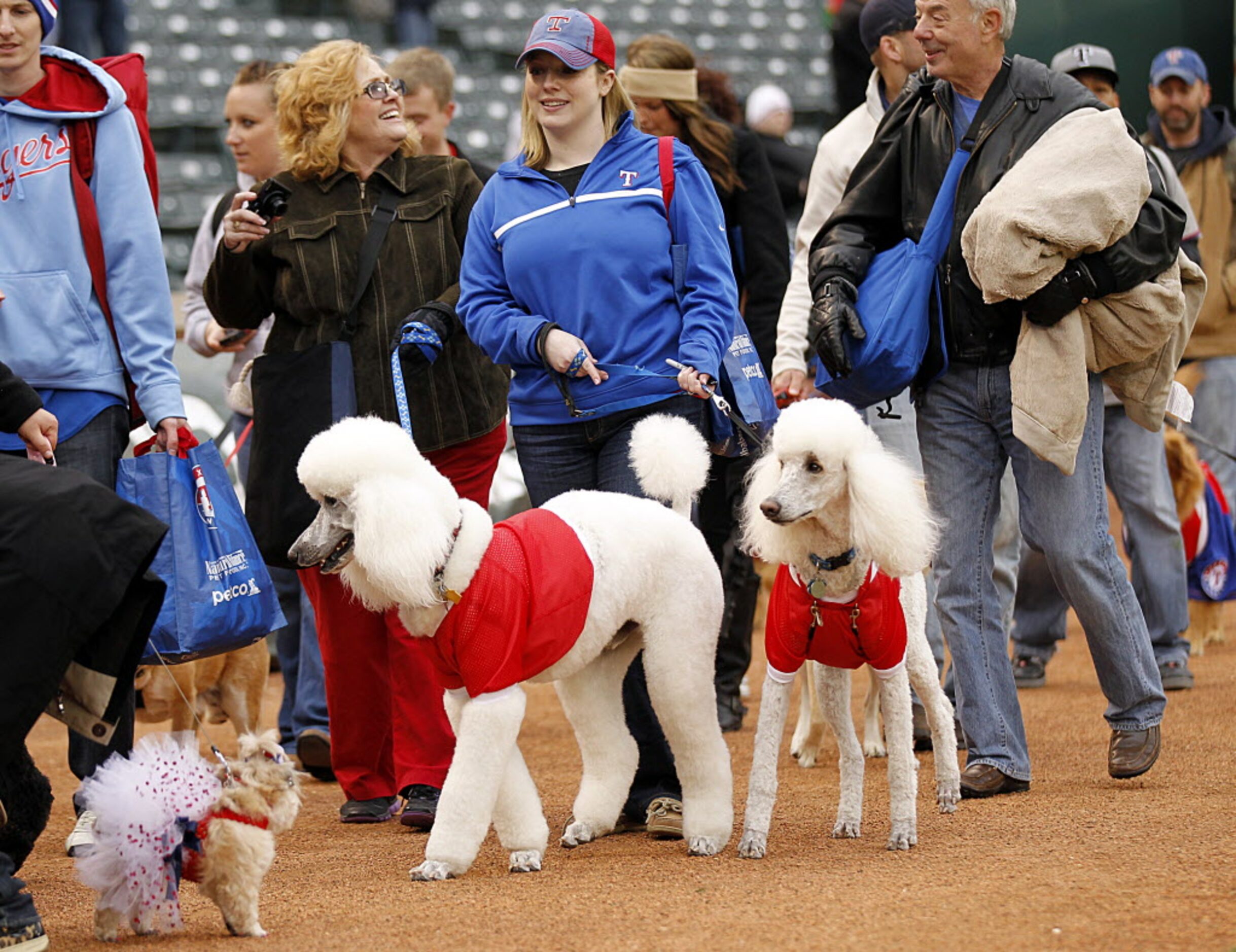 A pair of poodles parade around the field at Rangers Ballpark during the eighth annual Bark...