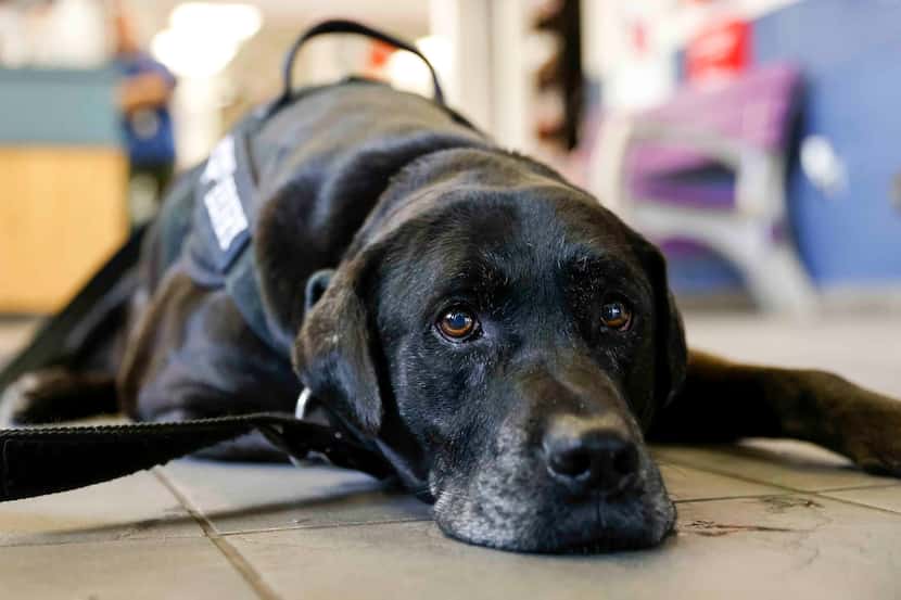 When Henry, the official dog of Fort Worth, was hours away from euthanasia, he was chosen to...