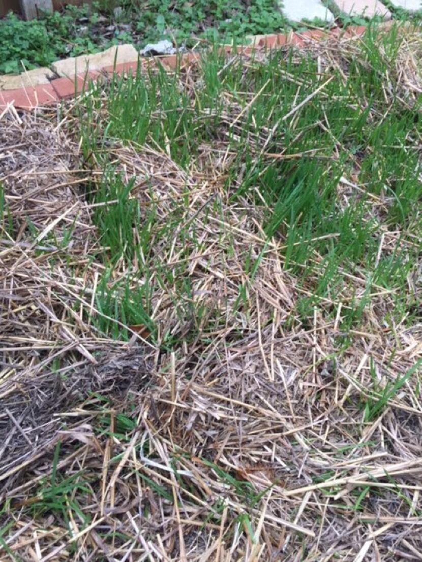 Strawgrass will function as a cover crop and die out when the weather gets hot. 