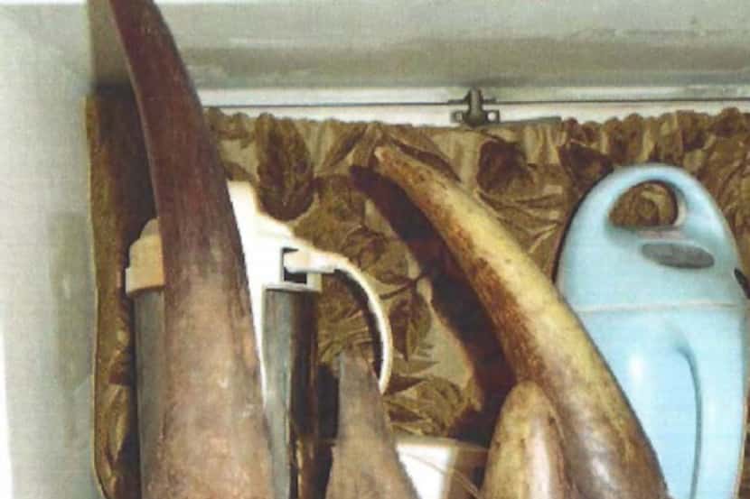 This undated photo shows horns from endangered black rhinos taken from Michael Slattery, who...