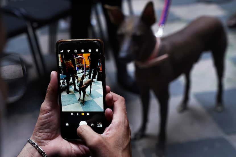 Un hombre toma una foto a un perro de raza Xoloitzcuintle llamado Pilón, durante una...