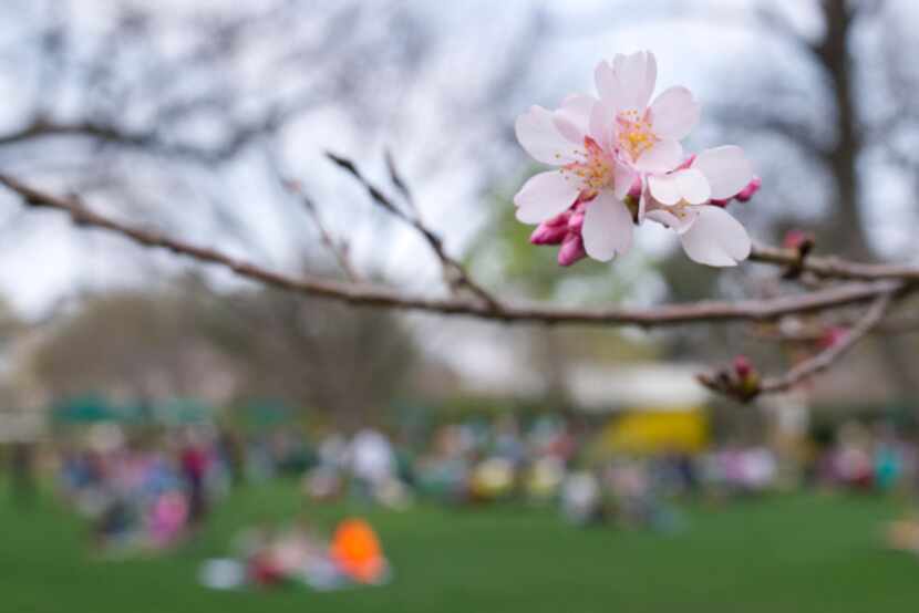 A cherry blossom was on display during Hanami: Cherry Blossom Viewing, offered by the...