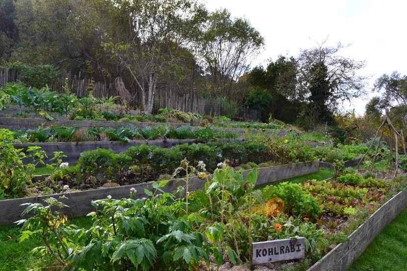 Stanford Inn organic gardens