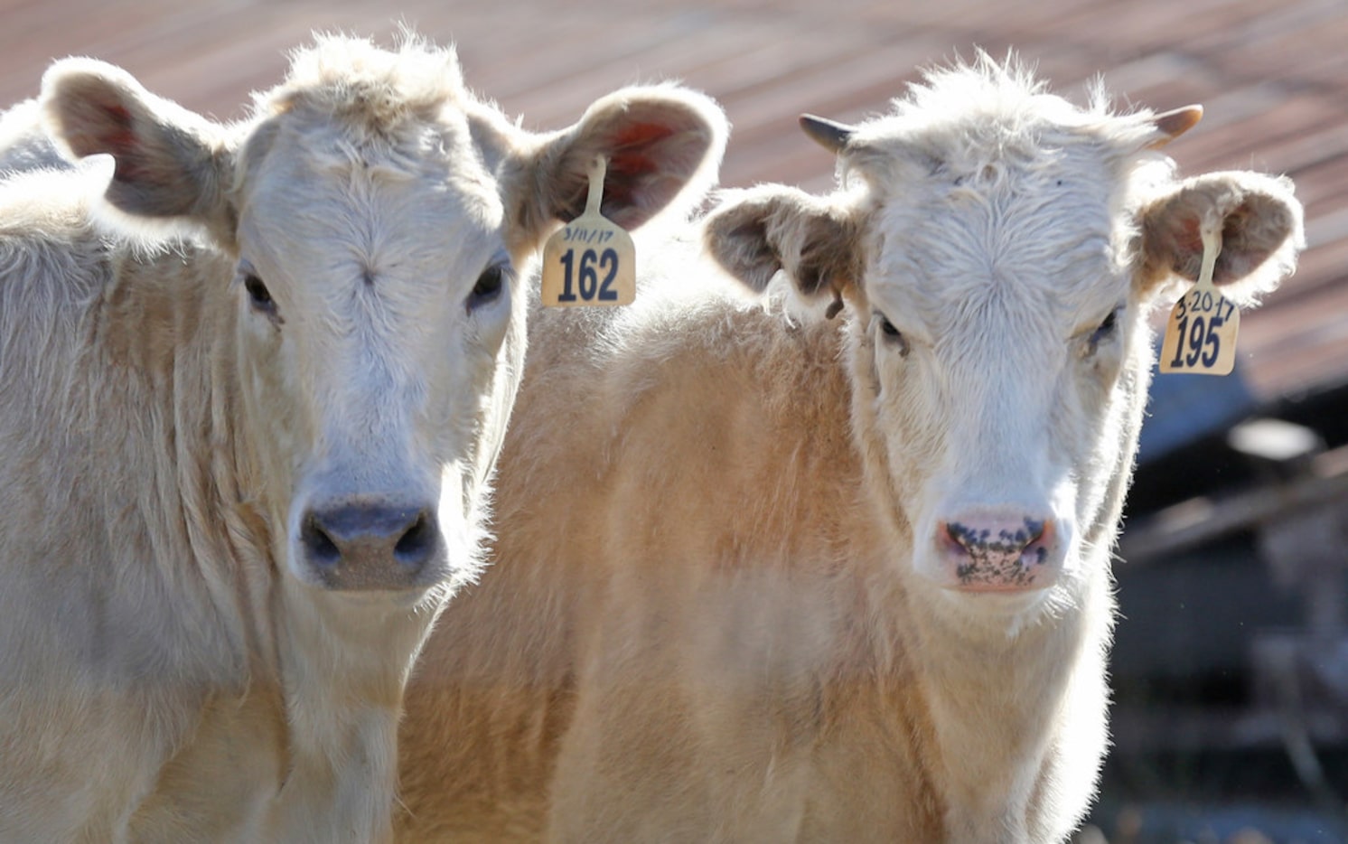 Curious calves eye a passing pickup and its occupants at A Bar N Ranch in Sherman.