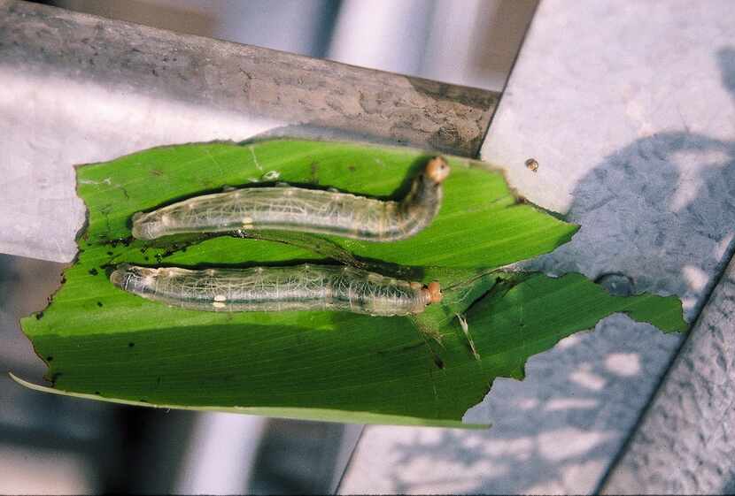 Treat damaging caterpillars with Bti or spinosad products — not toxic chemicals.