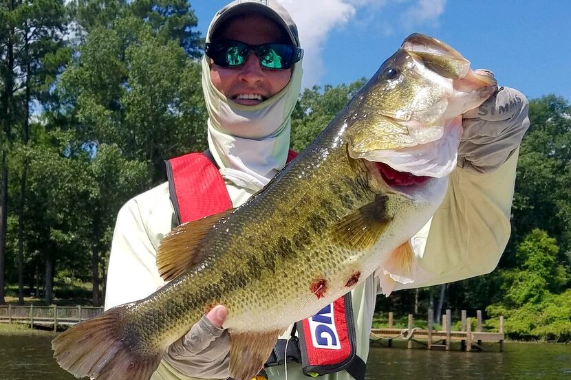 Several of the study bass have been re-caught, including this six-pounder that Texas Parks...