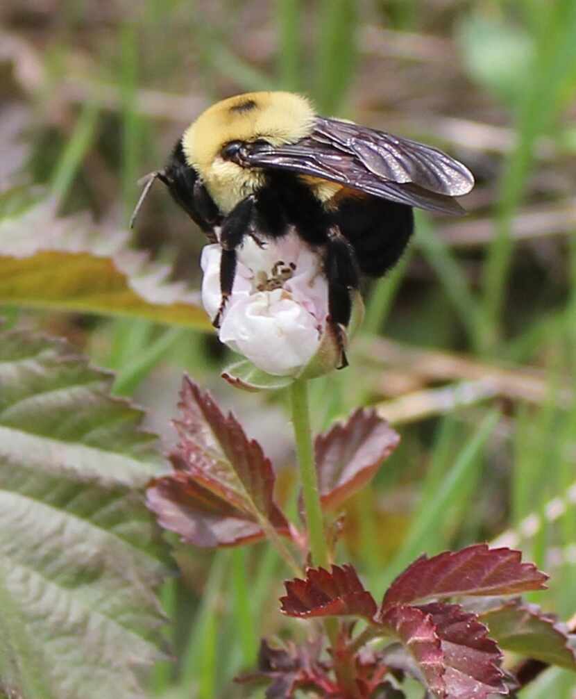 
Brown-belted bumble bees are partial to coneflowers, but they will collect pollen and...