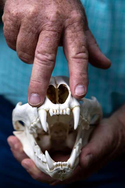 USDA Wildlife Services Wildlife Biologist Mike Bodenchuk demonstrates a fully extended bite...