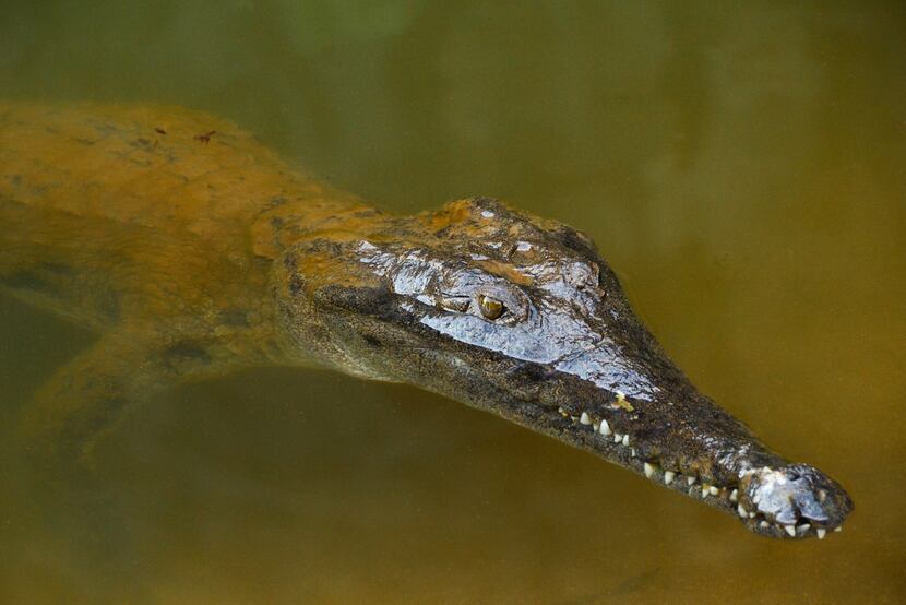 The freshwater crocodiles at Windjana Gorge are supposed to be harmless, but their teeth are...