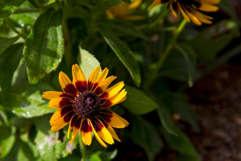 
Multiple garden hybrids like this one have been created from the native rudbeckia.
