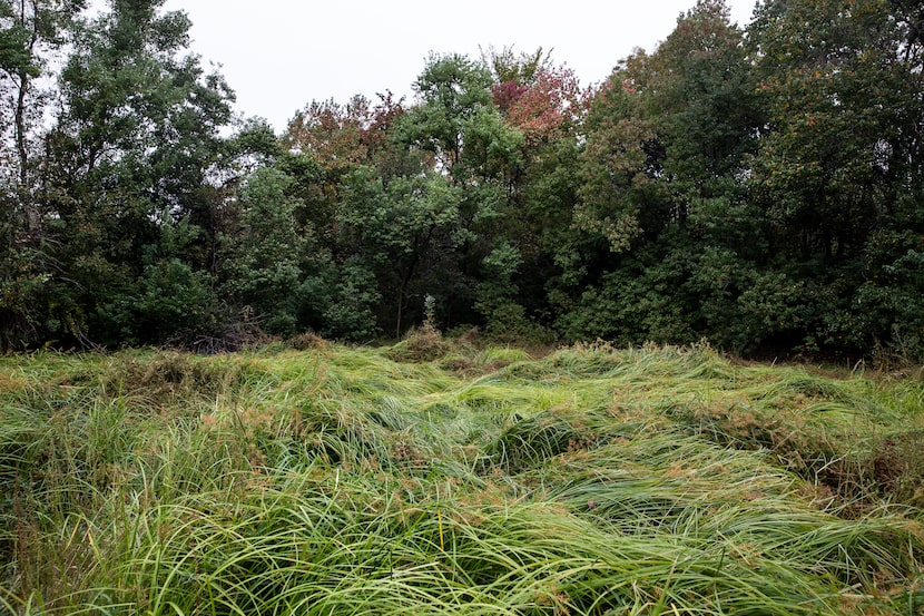 A complex system of flora and fauna interact with each other within a wetland cell at the...