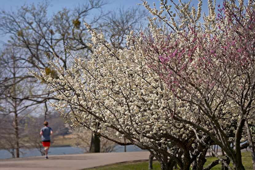 A person runs past blooming cherry blossoms at White Rock Lake in Dallas.