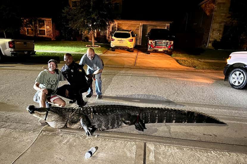Authorities ranged a 12-foot alligator found in a Houston area neighborhood.