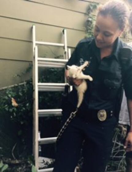 Dallas Animal Services Officer Sandy Castillo cradles the kitten she rescued from the wall...