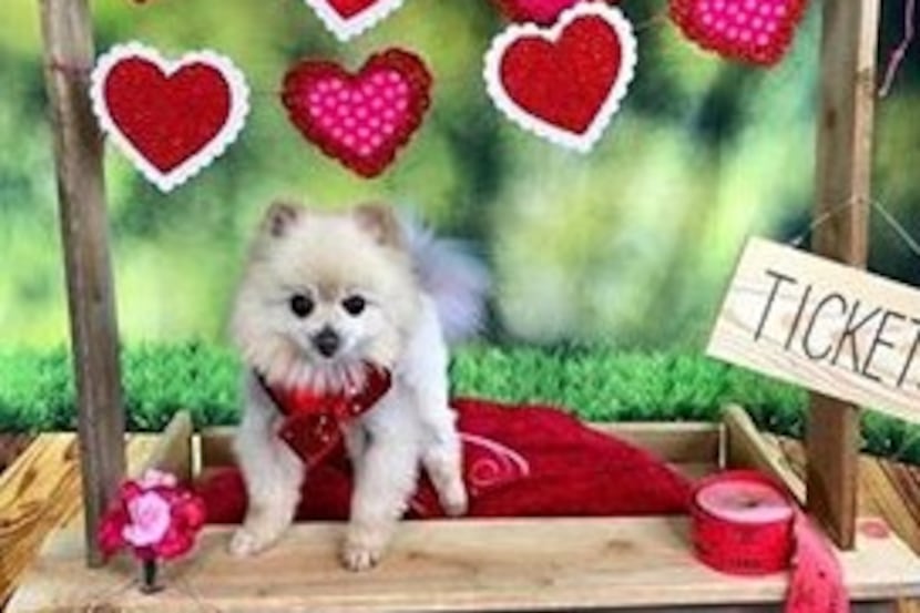 Valentine's photo sessions Saturday at Odyssey Pets will feature a kissing booth set.
