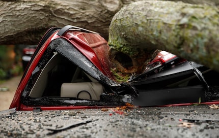 A red oak tree that fell as a tornado passed through Denton, Texas the previous day is seen...