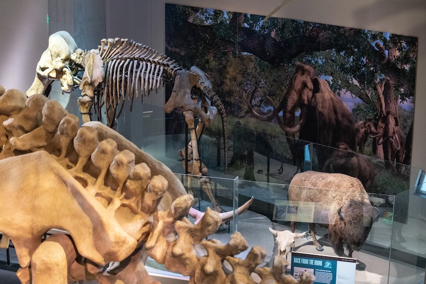 The artwork of Karen Carr, background-right, on display next to the fossils of a Columbian...