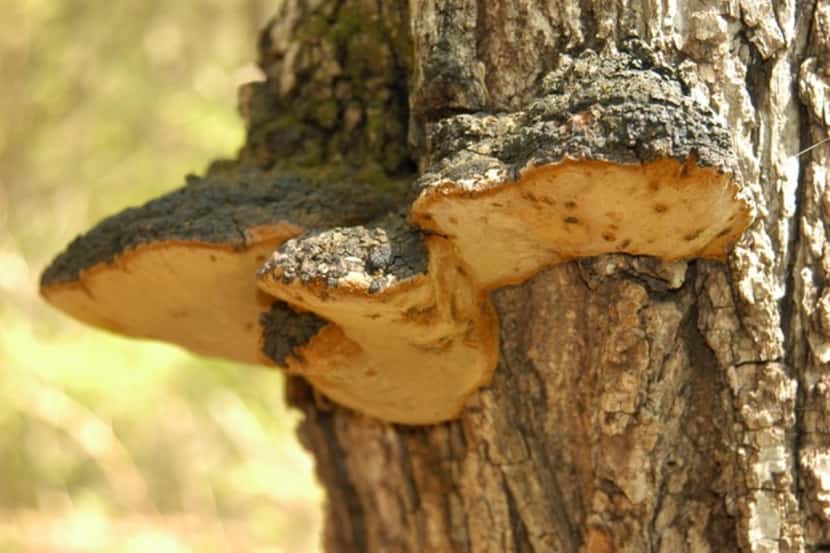 Example of tree ears (or shelf fungi) on a tree.
