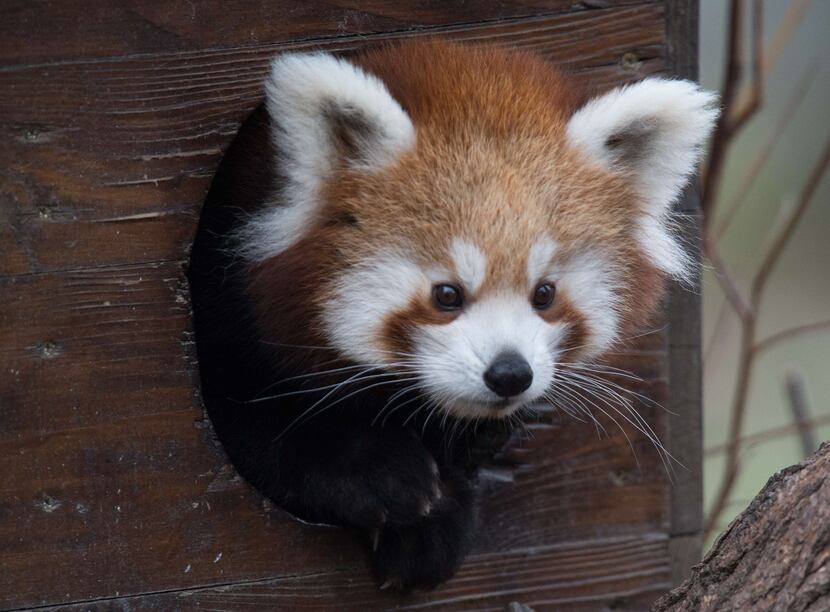 







Red pandas are like a cat and an Ewok mated then Gund made a cute stuffed animal...