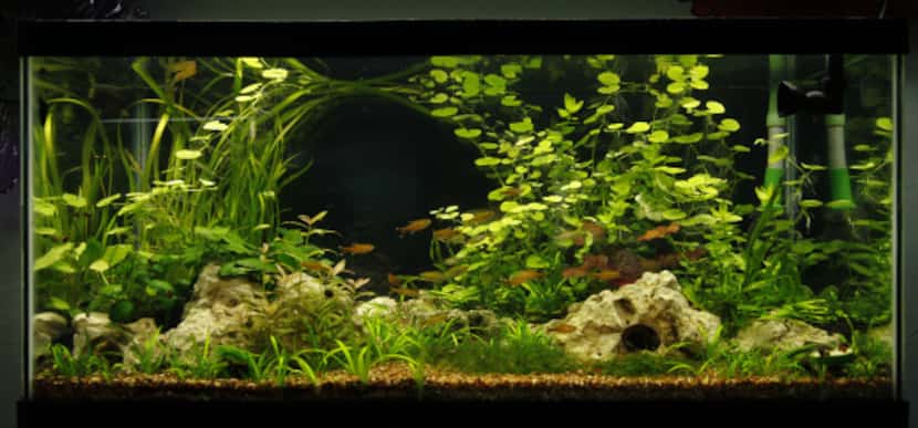The author’s 40-gallon aquarium uses Texas limestone and easy-care plants. The silver-tip...
