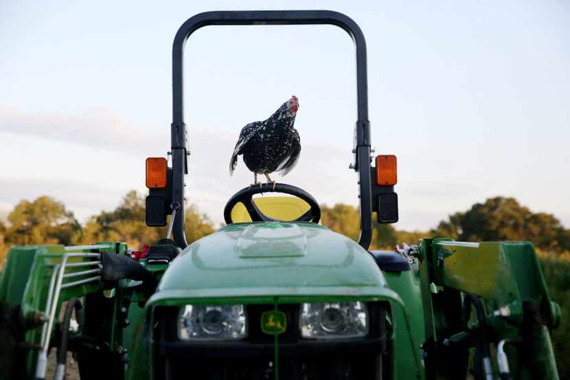 A chicken stands atop a tractor at Bonton Farms off Seagoville Road in Dallas.