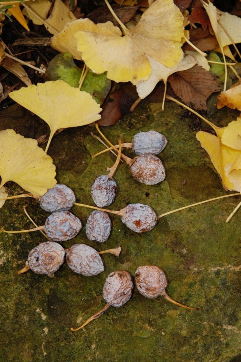 Female ginkgo trees produce stinky fruit. 