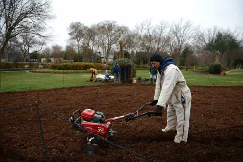 
Roque Diaz tills the flower bed for the peacock topiary at the Dallas Arboretum. The 30th...