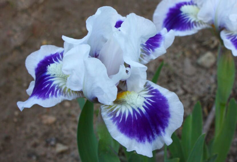 
'Riveting’, a standard dwarf bearded iris
