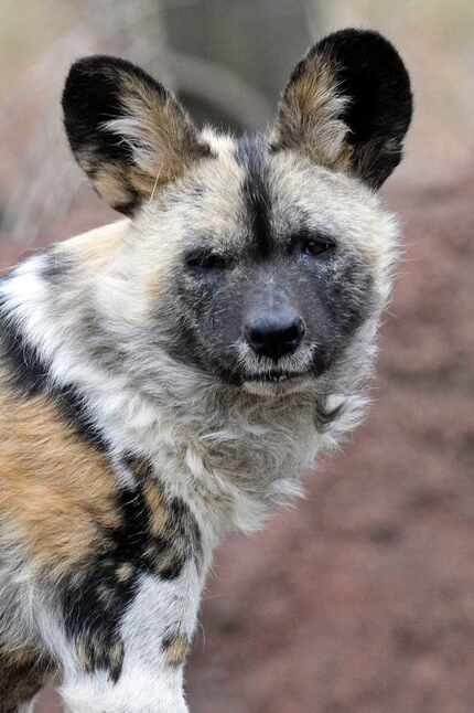 Ola, an 8-year-old female African painted dog, arrived at the Dallas Zoo on June 11.