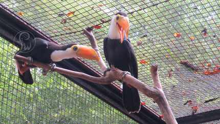 Three Toco toucan chicks were hatched at the Fort Worth Zoo last month.