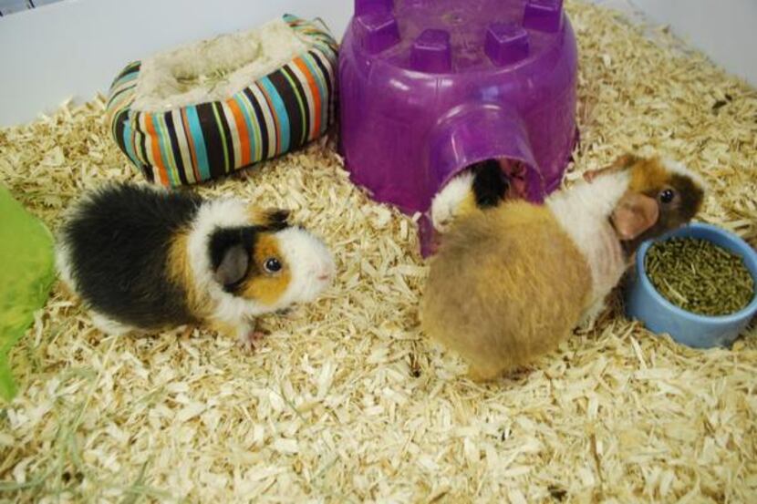 A trio of guinea pigs wanders around the habitat at Texas Rustlers Guinea Pig Rescue in...