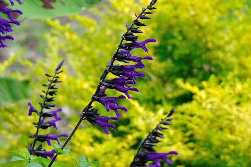 The Amistad salvia produces royal purple blooms all summer until frost.