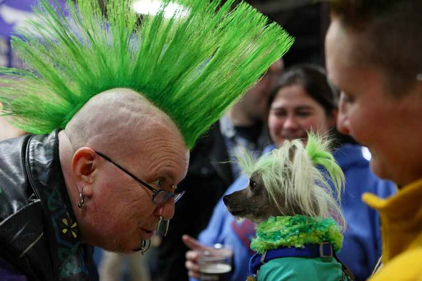 An unidentified man met a Chinese crested named Vamparilla during the 31st annual North...