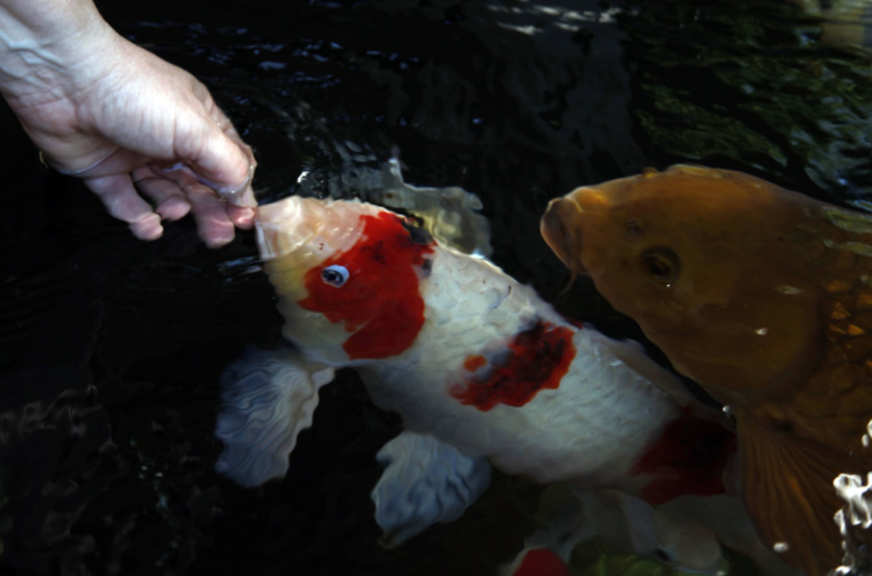 Koi Nets – Dallas Japanese Koi Bros