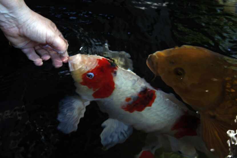 Lynn Sulander feeds Gorby, so named because it is a goromo koi.