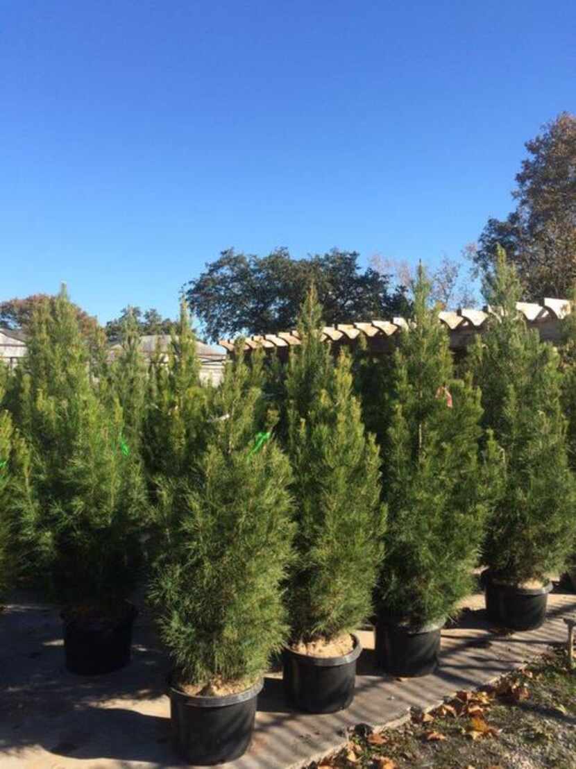 
Plant a permanent Christmas tree, choosing from Stuart Nursery’s evergreens.
