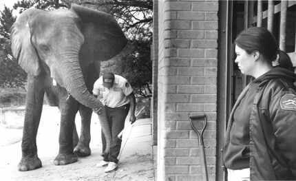  Mammal supervisor Amos Morris works with 15-year-old Jenny at the Dallas Zoo as Anne Knapp,...