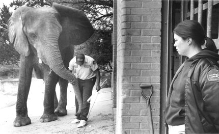  Mammal supervisor Amos Morris works with 15-year-old Jenny at the Dallas Zoo as Anne Knapp,...