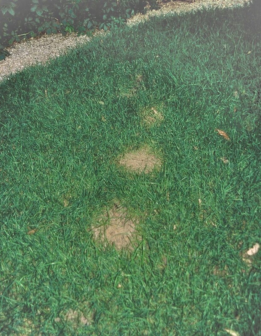 Brown spots began appearing in Reveille turfgrass, a cross of Kentucky bluegrass and Texas...