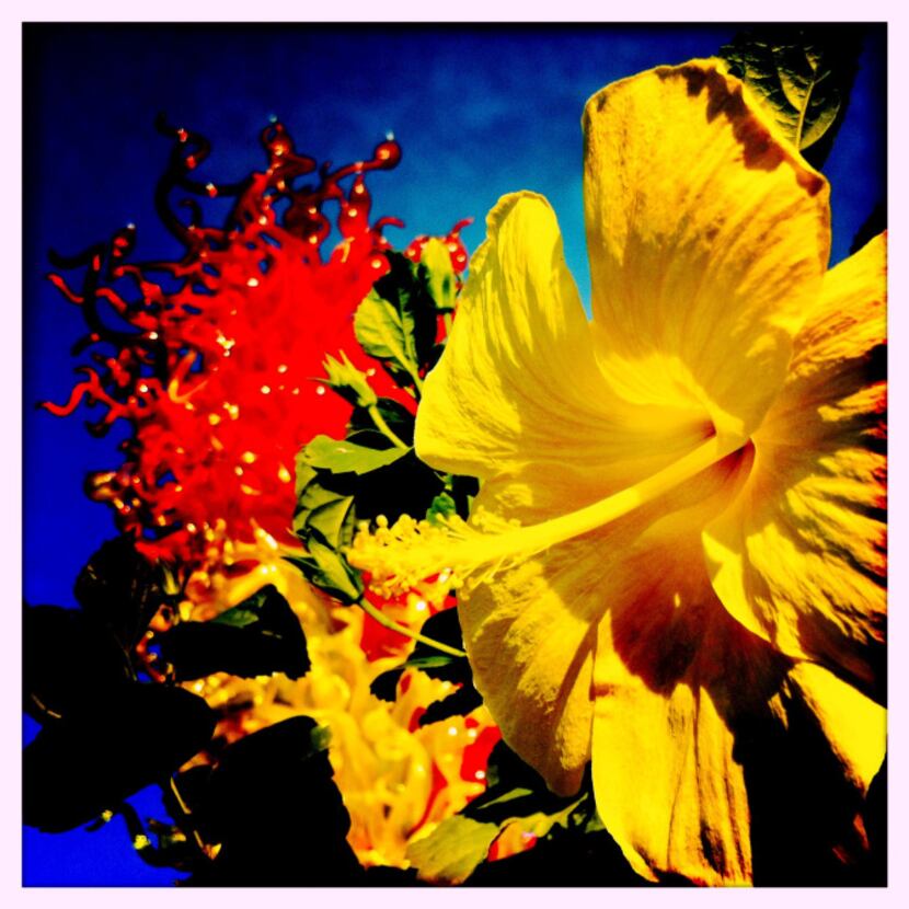 A bright yellow flower is photographed before Chihuly's Citron Green and Red Tower using the...