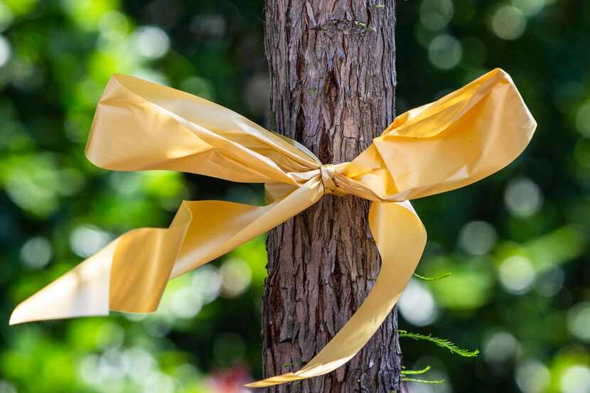A gold ribbon tied around a tree in front of Ventana by Buckner demonstrates the gesture of...