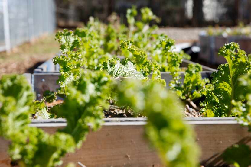 Mustard greens growing in community boxes at the Hatcher Station Farm located on a vacant...